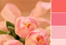 Color Love | Tulip Pink & Peach Color Love | Tulip Pink & Peach