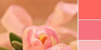 Color Love | Tulip Pink & Peach Color Love | Tulip Pink & Peach