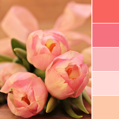 Color Love | Tulip Pink & Peach