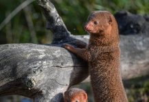 MONGOOSE IN HAWAII MONGOOSE IN HAWAII