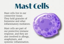 AIU Slides: Mast Cells AIU Slides: Mast Cells