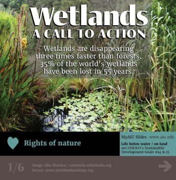 AIU Slides: Wetlands AIU Slides: Wetlands