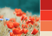 Color Love | Red & Neutrals Color Love | Red & Neutrals