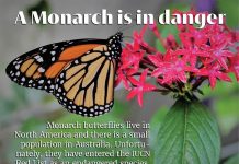 AIU Slides: A Monarch is in danger AIU Slides: A Monarch is in danger