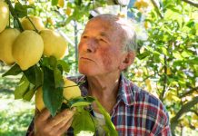 THE FLYING LEMON FARMERS THE FLYING LEMON FARMERS