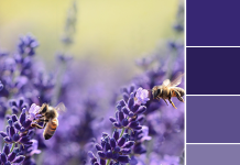 Color Love | Lavender & Beige Color Love | Lavender & Beige