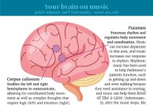 AIU Slides: Your brain on music AIU Slides: Your brain on music