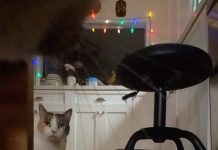 Cat Cams Cat Cams