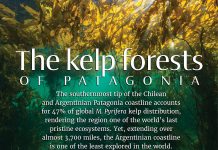 AIU Slides: The kelp forest of Patagonia AIU Slides: The kelp forest of Patagonia