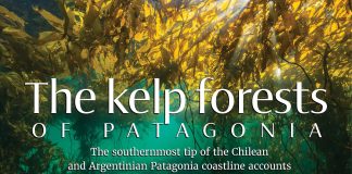 AIU Slides: The kelp forest of Patagonia AIU Slides: The kelp forest of Patagonia