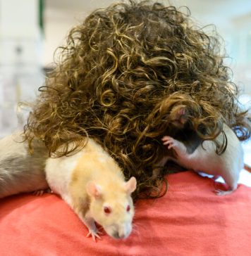 What Are Your Experiences With Animal Adoption or Fostering? What Are Your Experiences With Animal Adoption or Fostering?