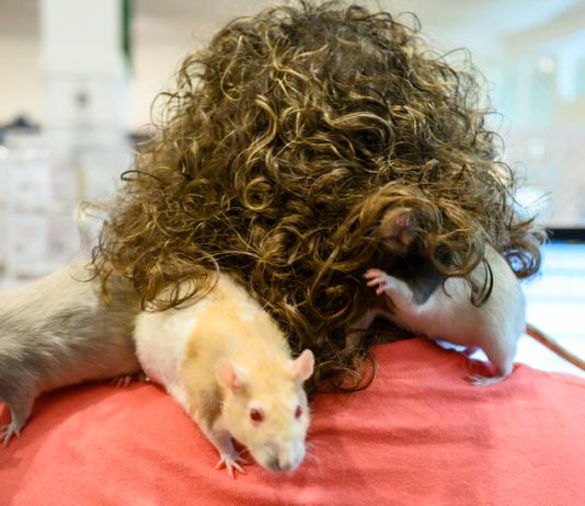 What Are Your Experiences With Animal Adoption or Fostering? What Are Your Experiences With Animal Adoption or Fostering?