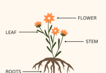 GUEST POST: How and Why Teachers Should Use Graphic Organizers in the Classroom GUEST POST: How and Why Teachers Should Use Graphic Organizers in the Classroom