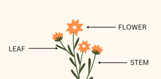 GUEST POST: How and Why Teachers Should Use Graphic Organizers in the Classroom GUEST POST: How and Why Teachers Should Use Graphic Organizers in the Classroom