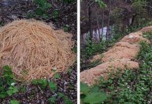 How Did This Pasta End Up in the Woods? Students Share Their Theories. How Did This Pasta End Up in the Woods? Students Share Their Theories.