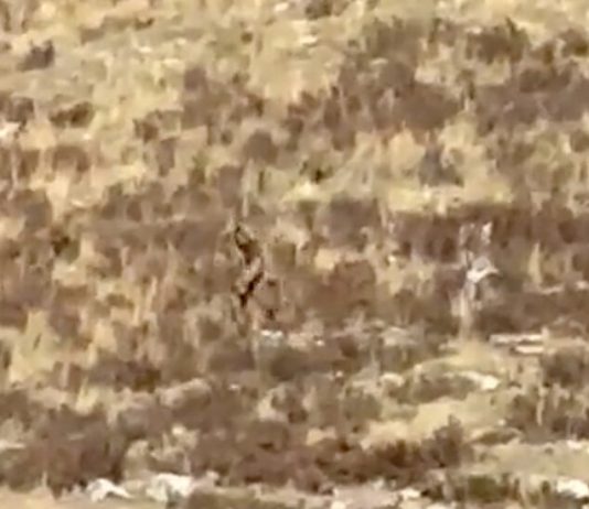 Do You Think Any of These Mythical Creatures Might Be Real? Do You Think Any of These Mythical Creatures Might Be Real?