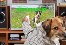 Dog TV Dog TV