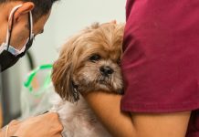 Would You Make Your Pet Live Longer if You Could? Would You Make Your Pet Live Longer if You Could?