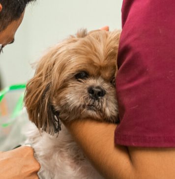 Would You Make Your Pet Live Longer if You Could? Would You Make Your Pet Live Longer if You Could?