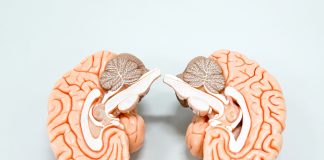 Exploring the Cerebellum: The Brain’s Master Coordinator Exploring the Cerebellum: The Brain’s Master Coordinator