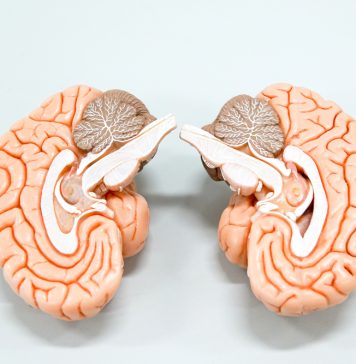 Exploring the Cerebellum: The Brain’s Master Coordinator Exploring the Cerebellum: The Brain’s Master Coordinator