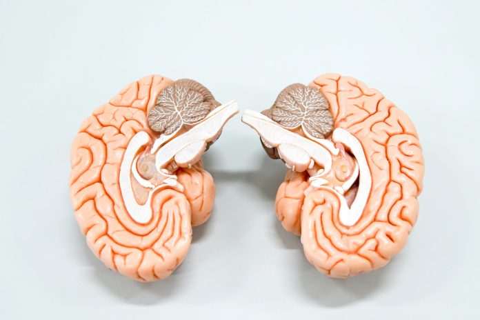 Exploring the Cerebellum: The Brain’s Master Coordinator