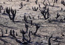 Weekly Student News Quiz: Primary Elections, Apple, ‘Dune’ Weekly Student News Quiz: Primary Elections, Apple, ‘Dune’