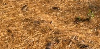 How to Become Friends With a Wild Bird How to Become Friends With a Wild Bird