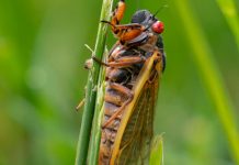 Cicadas for Dinner Cicadas for Dinner