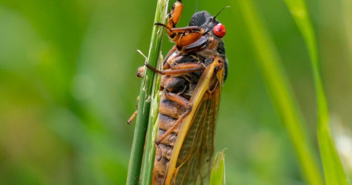Cicadas for Dinner Cicadas for Dinner