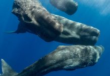 What Amazes You Most About Animals? What Amazes You Most About Animals?