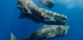 What Amazes You Most About Animals? What Amazes You Most About Animals?