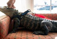 Pet Alligator Pet Alligator