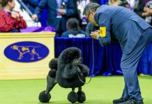 Prizewinning Miniature Poodle Prizewinning Miniature Poodle