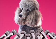 Dog and Microphones Dog and Microphones