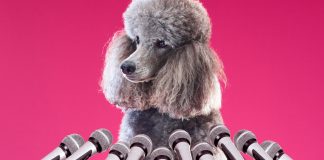 Dog and Microphones Dog and Microphones