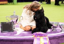 Best in Show Best in Show