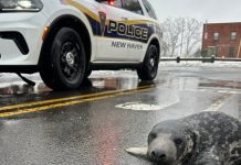 Baby Seal Baby Seal