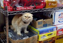Angry Cat Angry Cat