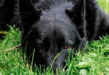 How Well Do You Understand Your Pet? How Well Do You Understand Your Pet?