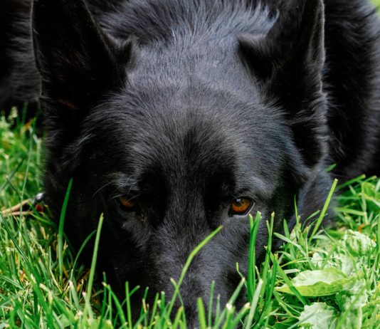 How Well Do You Understand Your Pet? How Well Do You Understand Your Pet?