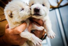 Dire-Wolf Pups? Dire-Wolf Pups?