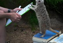 18 Intriguing Animal Photos 18 Intriguing Animal Photos