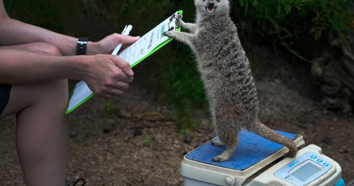 18 Intriguing Animal Photos