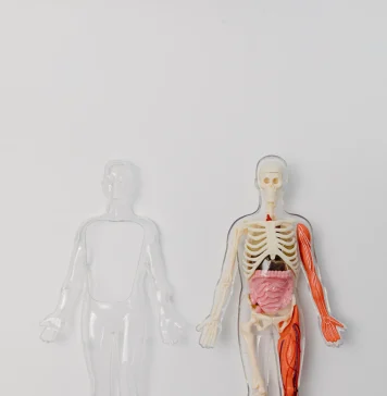 Anatomy of Medical School Anatomy of Medical School