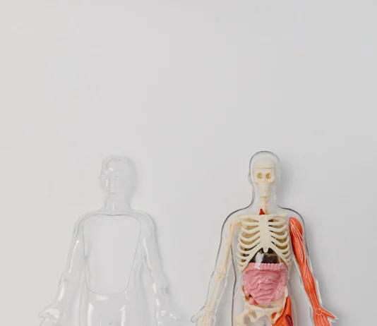 Anatomy of Medical School Anatomy of Medical School