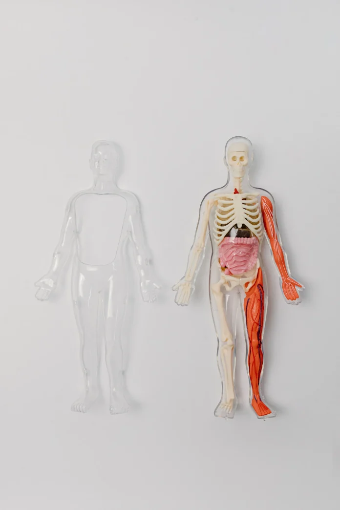 Anatomy of Medical School Anatomy of Medical School